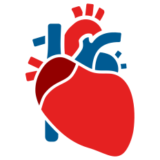 Anatomical Heart