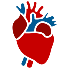Anatomical Heart