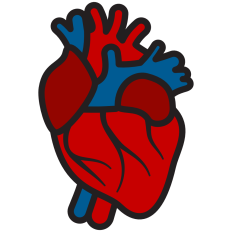 Anatomical Heart