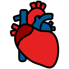 Anatomical Heart