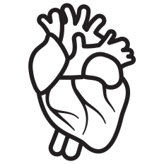 Anatomical Heart
