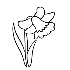 Natta B's Daffodil