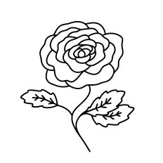 Rose Lines