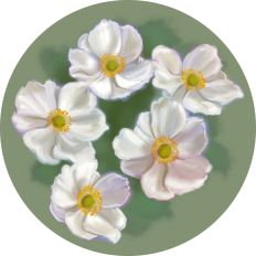 Painted White Flowers