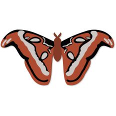 Atlas Moth