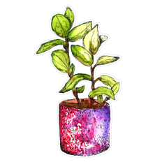Baby Rubber Tree Plant