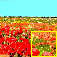 Abstract Poppies Background
