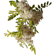 White Acacia Print and Cut