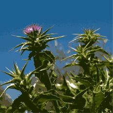 Andalusian Thistle Digital Sketch