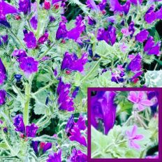 Blueweed Pattern