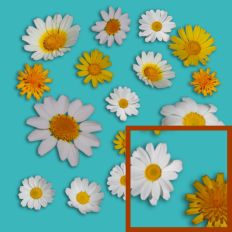 Daisy Composition pattern