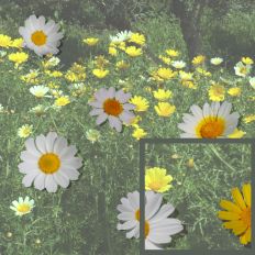 Daisy Fantasy Pattern