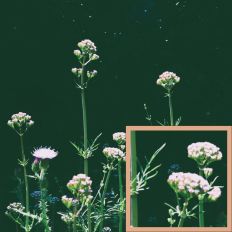 Valeriana Wild Herbs Background