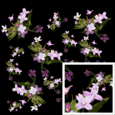 Dark Spring Pattern