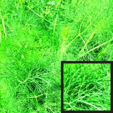 Green Shades of Wild Fennel Pattern