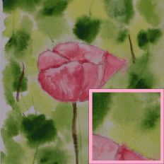 Pink Poppy Watercolour