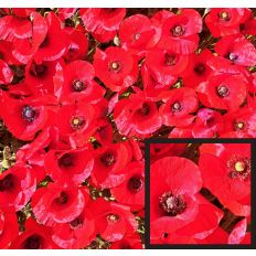 Poppies Pattern
