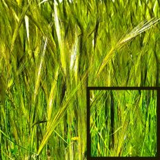 Soft Grasses Background