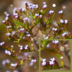 Sparkly Verbena Background