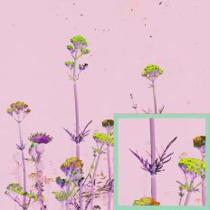 Light Vintage Valeriana