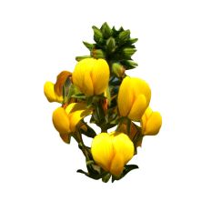 Yellow Restharrow A4 Print and Cut