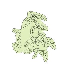 Basil Herb Sketch