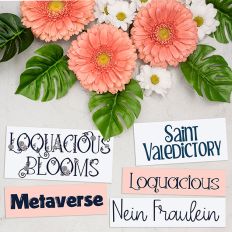 Beauty Family Font Bundle