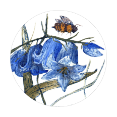 Bee with Bluebell | Gouache Painting