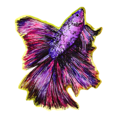 Betta Fish