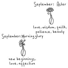 Birth month flowers September: Morning glory and aster