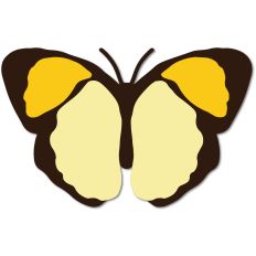 Black and Yellow Butterfly