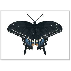 Black Swallowtail Gift Card Envelop