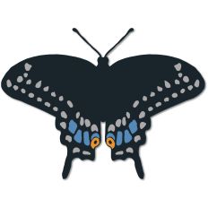 Black Swallowtail Butterfly
