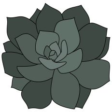 Blue Prince Succulent