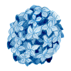 Watercolor Hydrangea