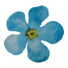 Watercolour Blue Forget Me Not