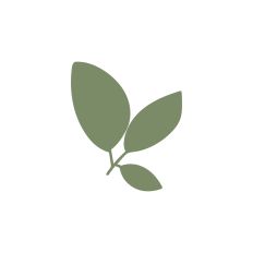 Branch with leaves