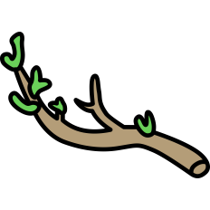Branch