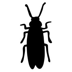 Halloween Beetle Bug