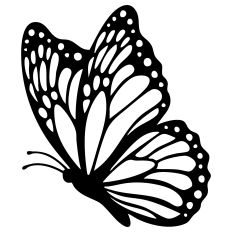 Fluttering Butterfly