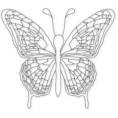 Butterfly Stain Glass Sketch