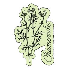 Chamomile Herb Sketch