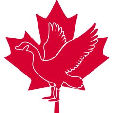 Canadian Goose