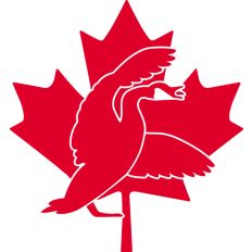 Canadian Goose