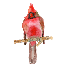 Red Cardinal Sticker - Watercolor Print & Cut