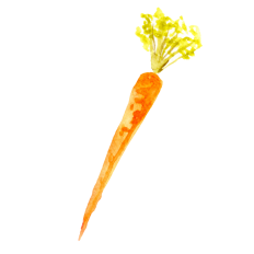 Watercolor Carrot