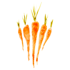 Watercolor Carrots