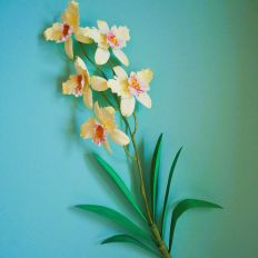 Cattleya Yellow