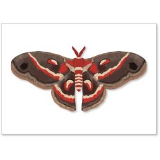 Cecropia Moth Gift Card Envelop