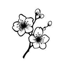 Cherry Blossom